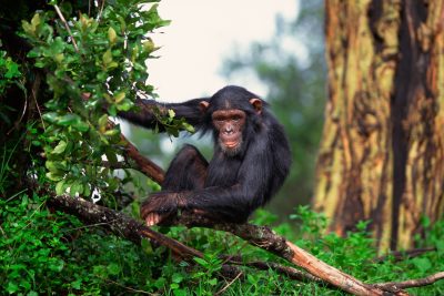 Uganda Gruppenreise -  Schimpanse im Baum - Queen Elizabeth National Park - Uganda