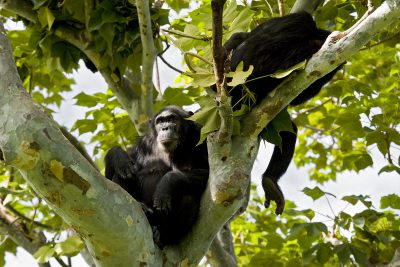 Uganda Gruppenreise -  Uganda Rundreise - Schimpansen im Baum - Kibale National Park - Uganda