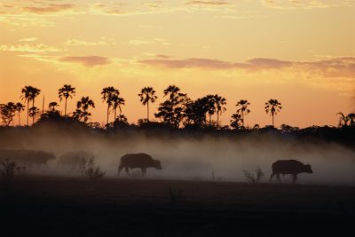 Sonnenuntergang im Okavango Delta - Botswana