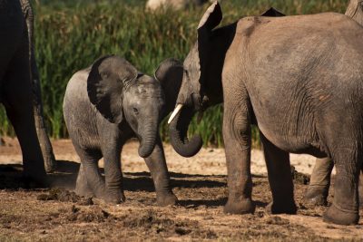 Suedafrika Naturreisen - Suedafrika Individualreise - Spielende Elefanten - Addo Elephant Park - Suedafrik