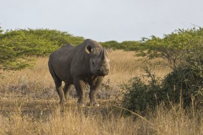 Suedafrika Erlebnisreise -  Spitzmaulnashorn - Addo Elephant Park - Suedafrika