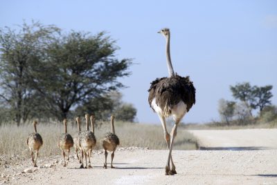 Straußenfamilie - Namibia
