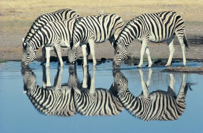Namibia Gefuehrte Reise - Namibia Mietwagenrundreise - Trinkende Zebras - Etosha Nationalpark - Namibia