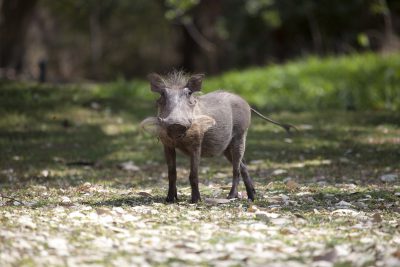 Warzenschwein - Tuli Block Mashatu Reservat - Botswana