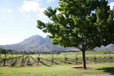 Weingebiet in Stellenbosch - Stellenbosch - Suedafrika 
