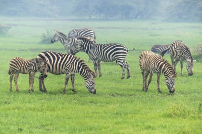 Zebras - Masai Mara - Kenia