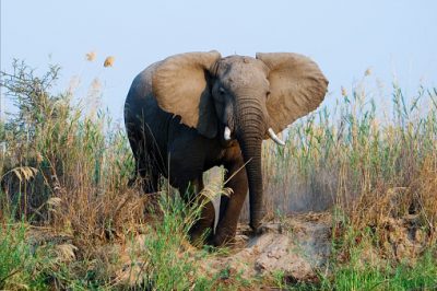 Malawi Rundreise - Elefant - Zambezi Nationalpark