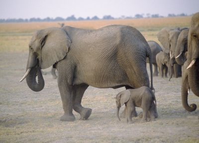 sehr kleiner Elefant - Busch in Botswana
