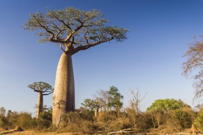 Gruppenreise Madagaskar - Baobab Baeume - Sued-Madagaskar