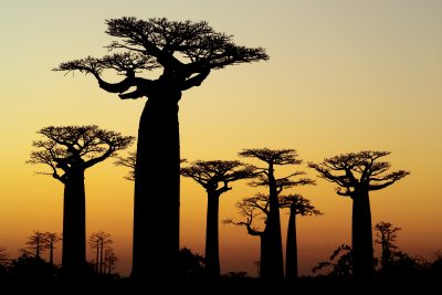 Madagaskar Gruppenreise - Baobabs Sonnenuntergang - Madagaskar