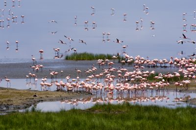 Flamingos - Lake Nakuru National Park - Kenia
