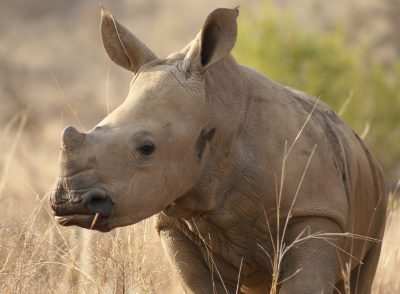 Junges Nashorn - Naturschutzreservat - Suedafrika