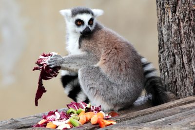 Gruppenreise Madagaskar - Lemur - Wildschutzreservat - Madagaskar