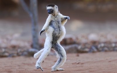 ​​Madagaskar Gruppenreise - Tanzender Affe - Reservat - Madagaskar