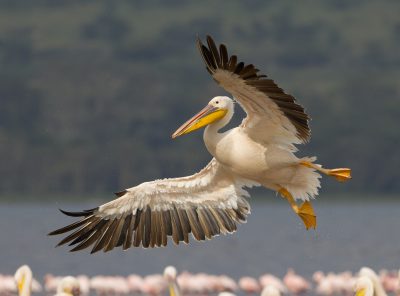 fliegender Pelikan - Lake Nakuru - Kenia