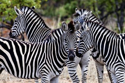 Zebras - Krueger Nationalpark - Suedafrika
