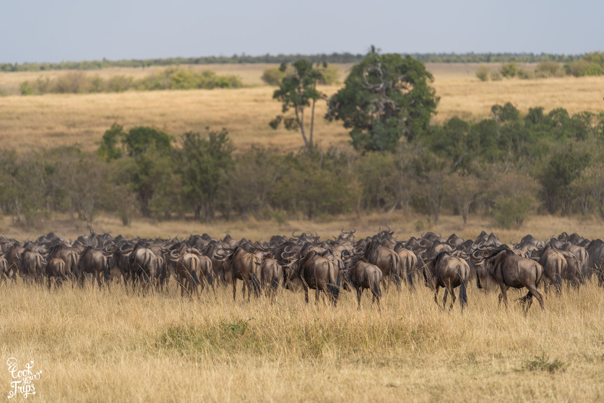 Gnuherde in der Serengeti während der Migration