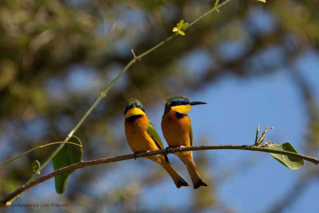 Zentrale Serengeti - Vogelbeobachtung