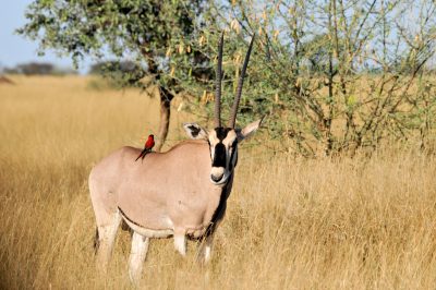 Namibia Erlebnisreise - Selbstfahrerreise Namibia - Oryx in der Wildnis - Kunene - Namibia