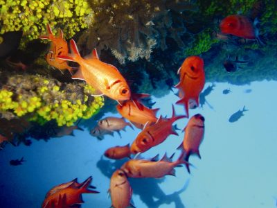 Kapverden Aktivurlaub - Kapverden Segelreise - Unterwasserwelt - Kap Verde - Afrika Urlaub