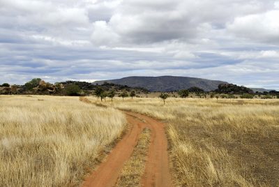 Weg - Savanne - Tansania - Reisen