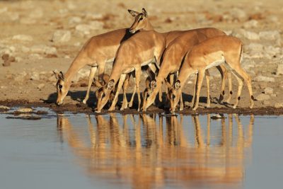 Namibia Safari - Namibia Kleingruppenreise - Wasserloch