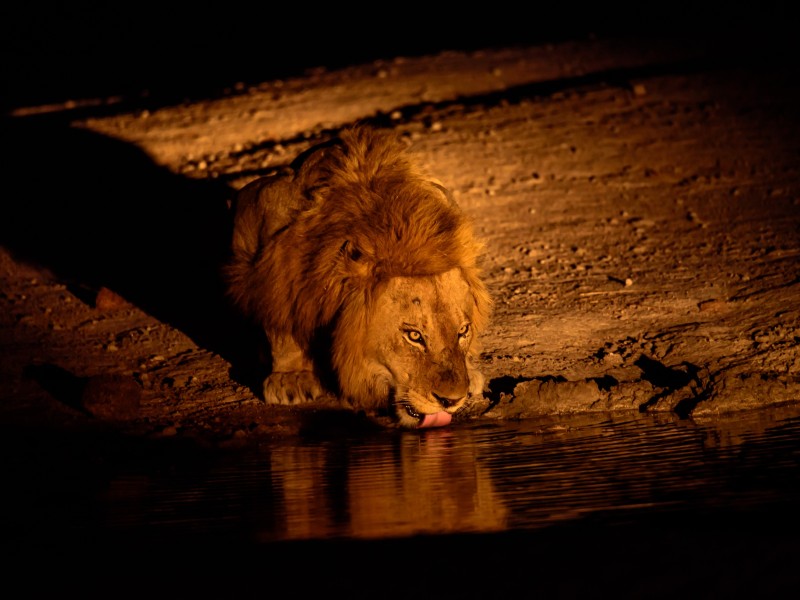 Löwe beim Trinken - Botswana