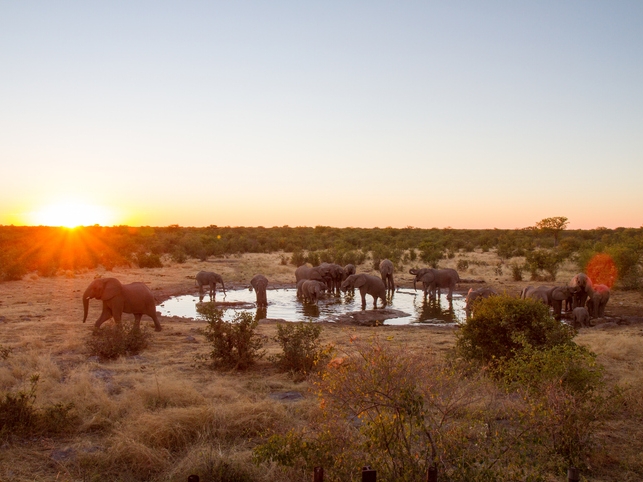 Elefanten bei Sonnenuntergang - Namibia