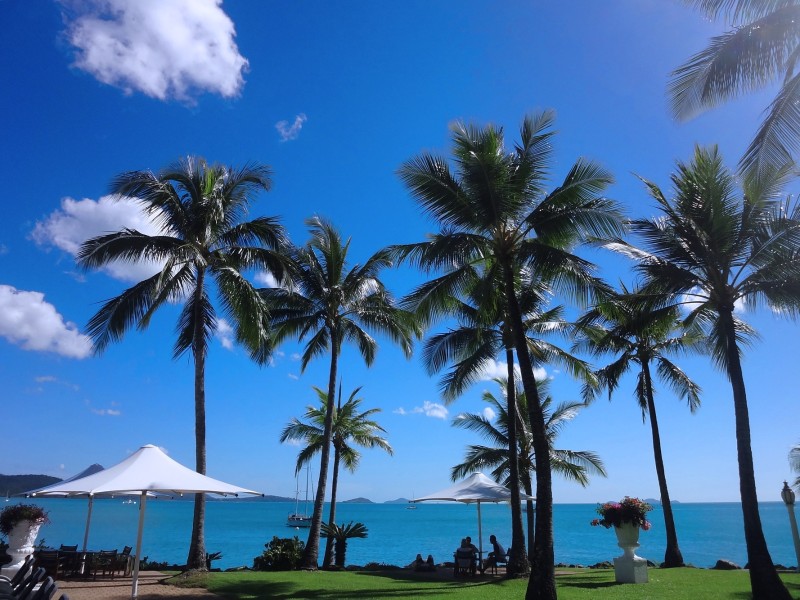 Palm trees in Airlie Beach