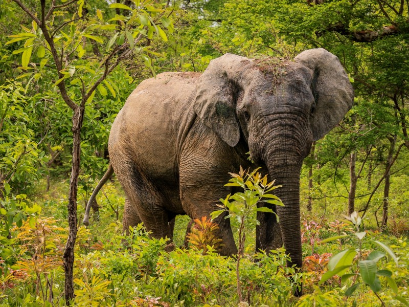 Mole National Park-Ghana