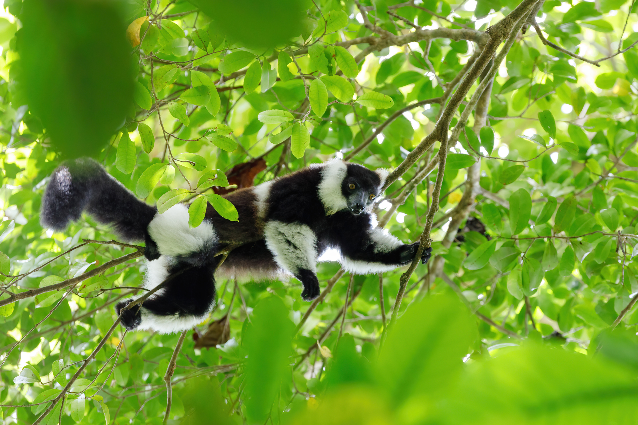 Regenwald im Andasibe-Mantadia Nationalpark auf Madagaskar