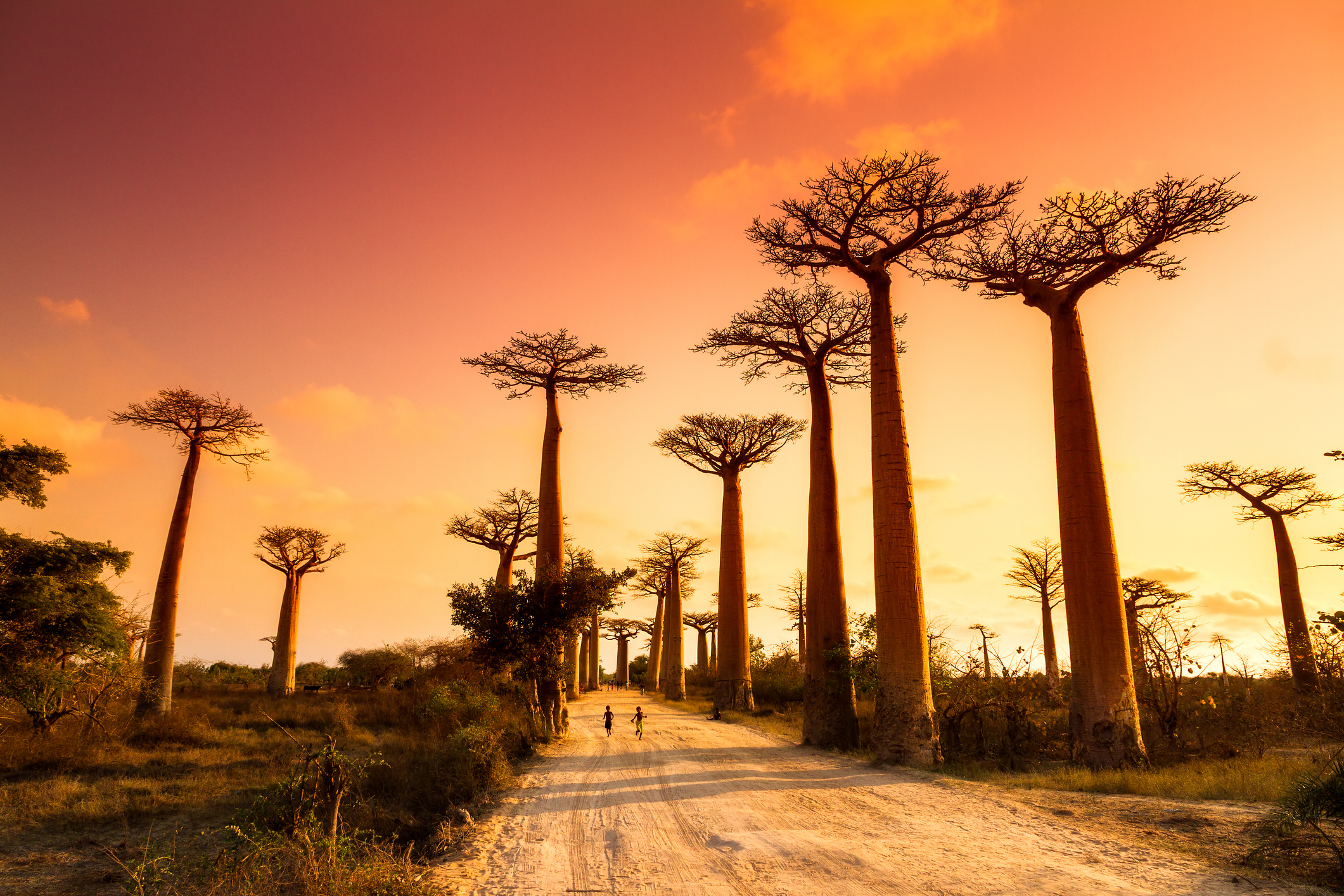 Baobab-Allee bei Morondava auf einer Madagaskar Rundreise