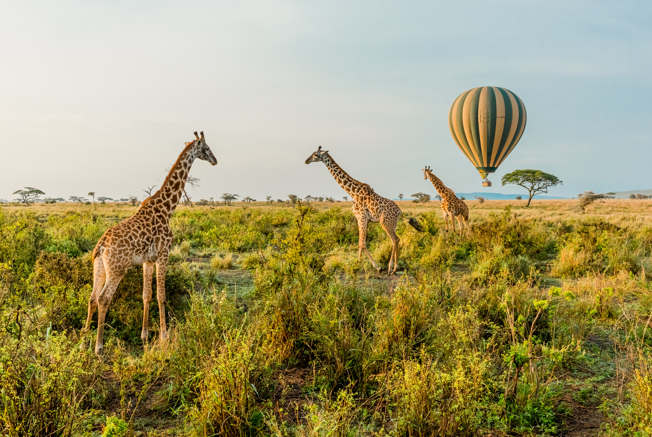Giraffen und Heißluftballons in der Savanne Tansanias