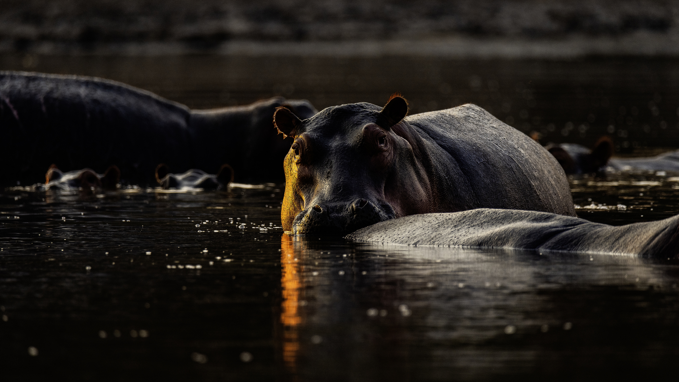 Safari im Hwange-Nationalpark in Simbabwe
