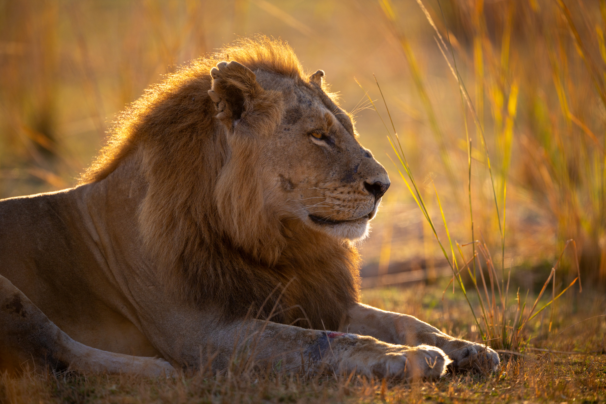 Safari im South-Luangwa-Nationalpark in Sambia