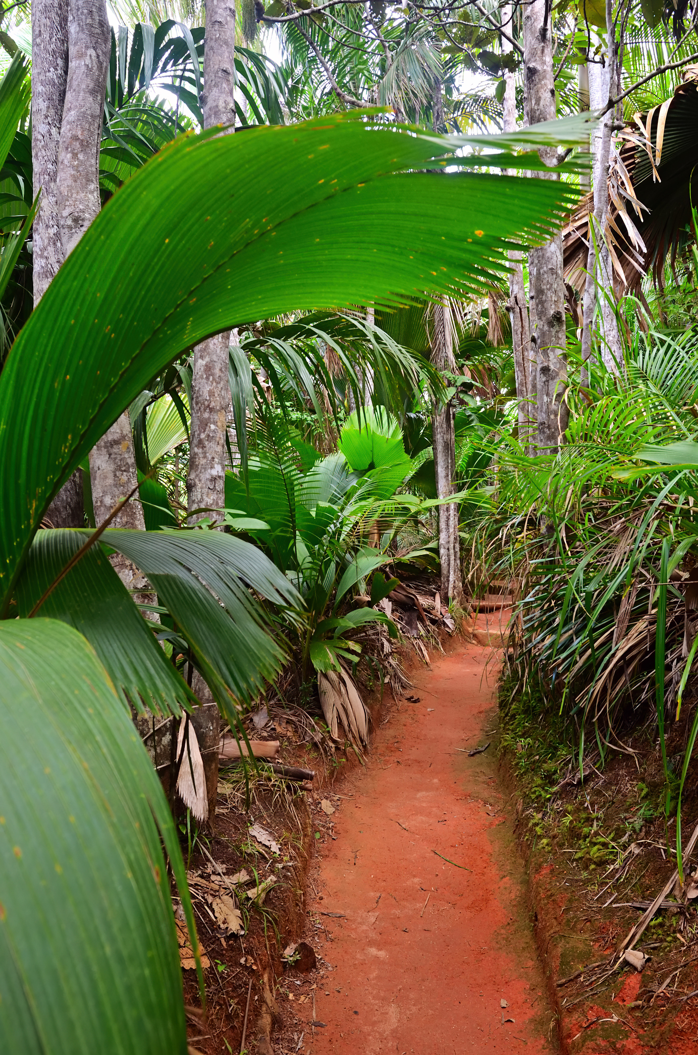 Vallée de Mai auf Praslin