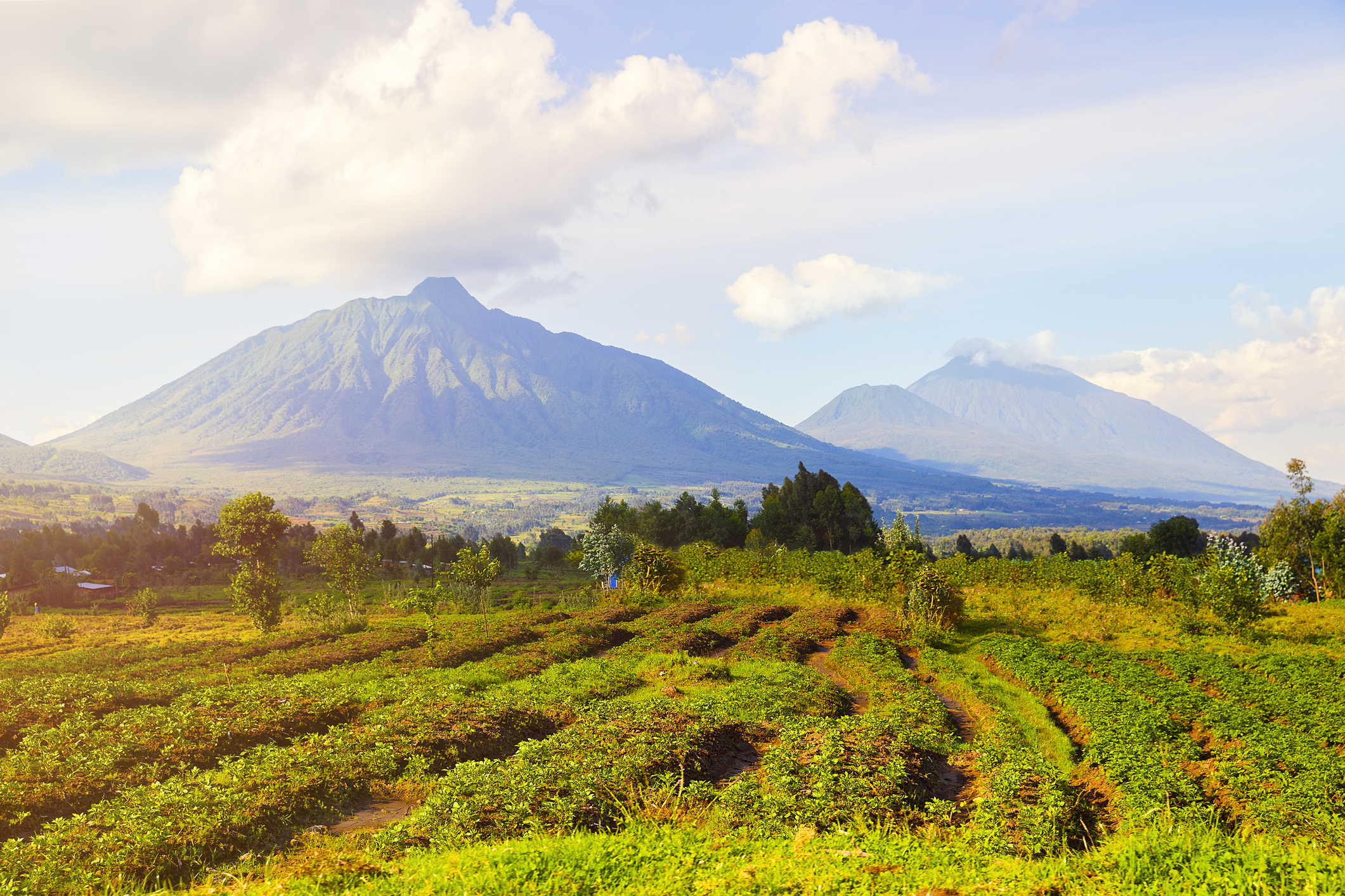 Virunga-Vulkane im Volcanoes Nationalpark auf einer Ruanda Rundreise