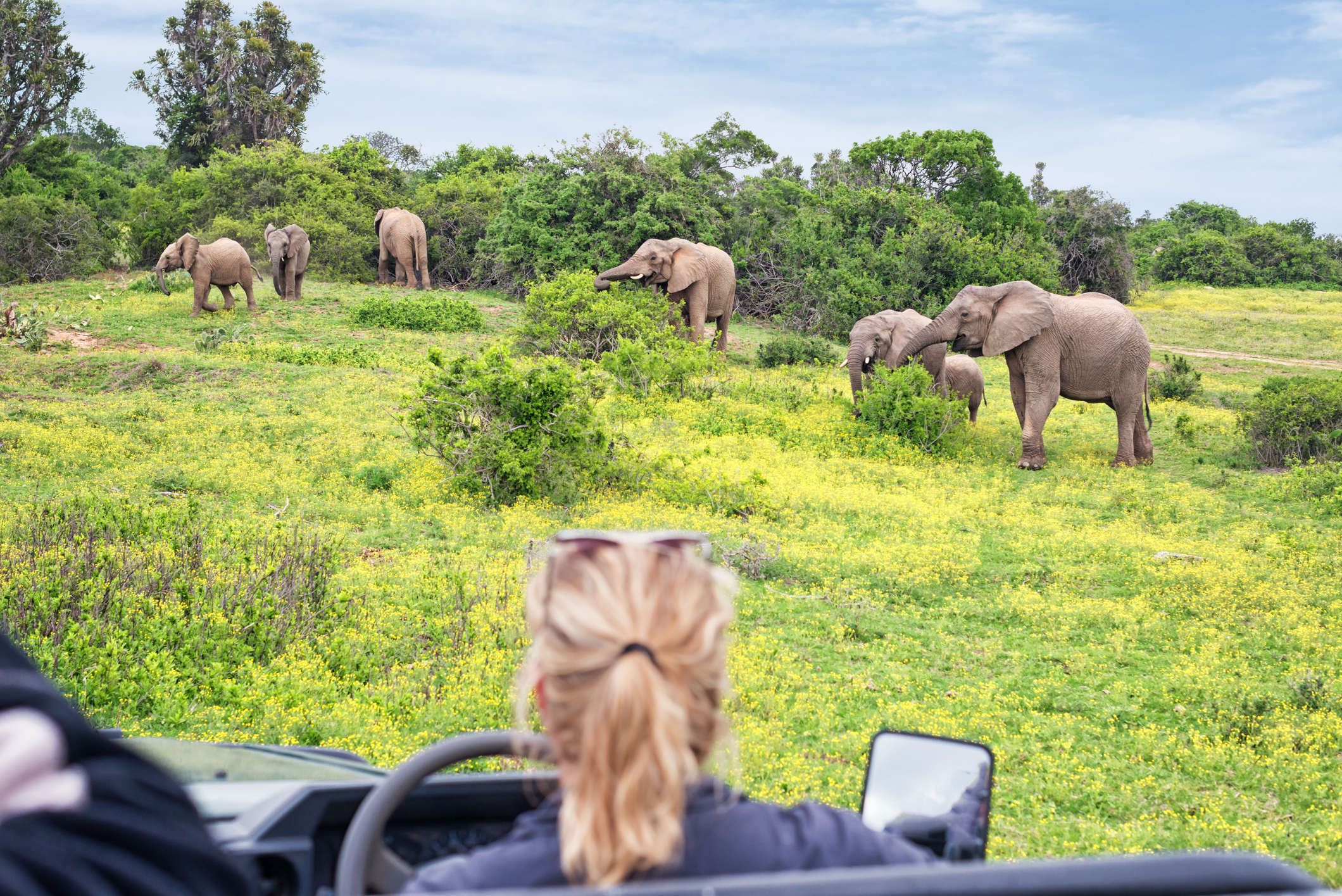 Safari-Fahrzeug und Elefantenherde auf einer individuell geplanten Namibia-Reise