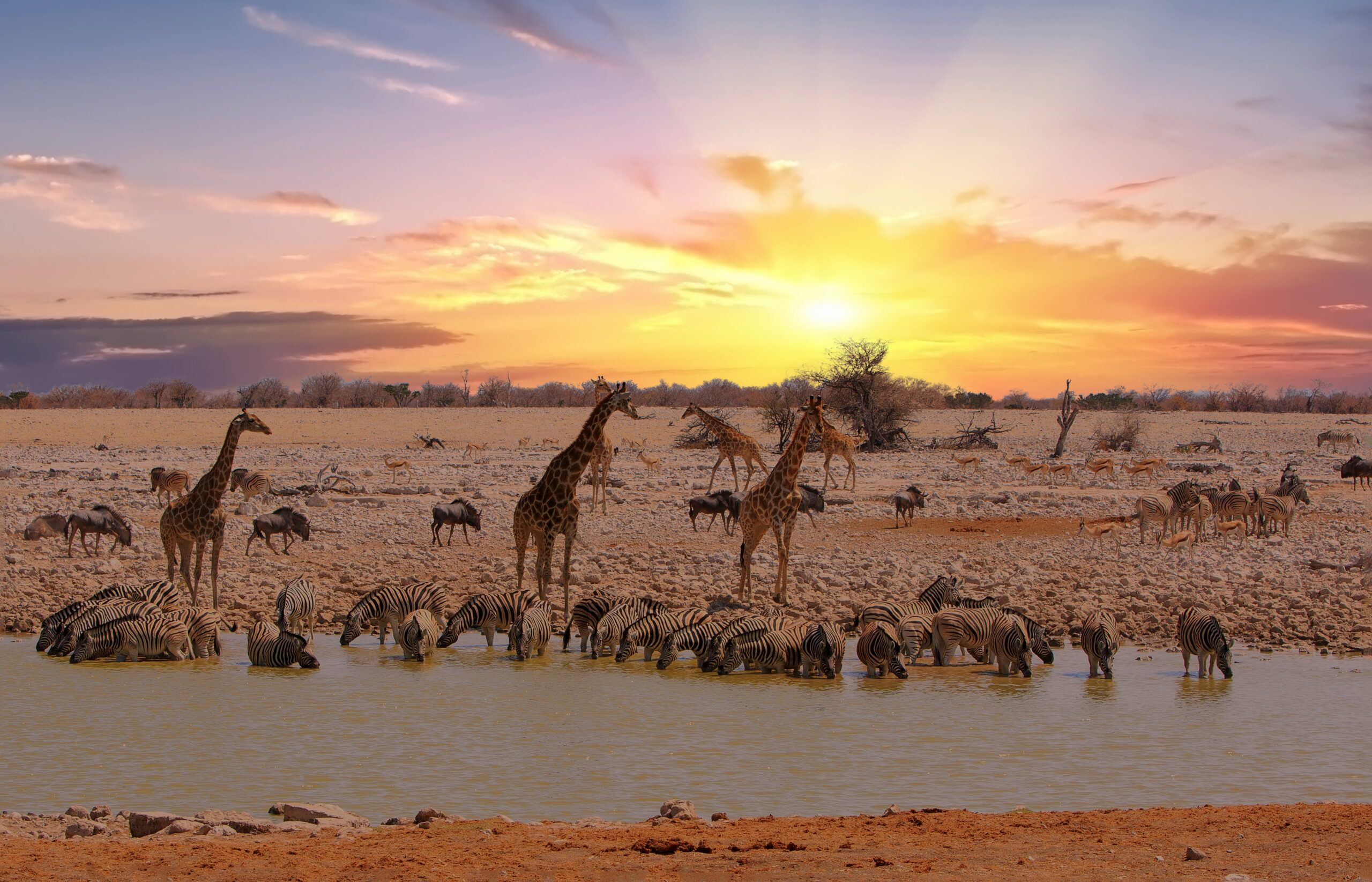 Zebras und Giraffen am Wasserloch im Etosha-Nationalpark in Namibia