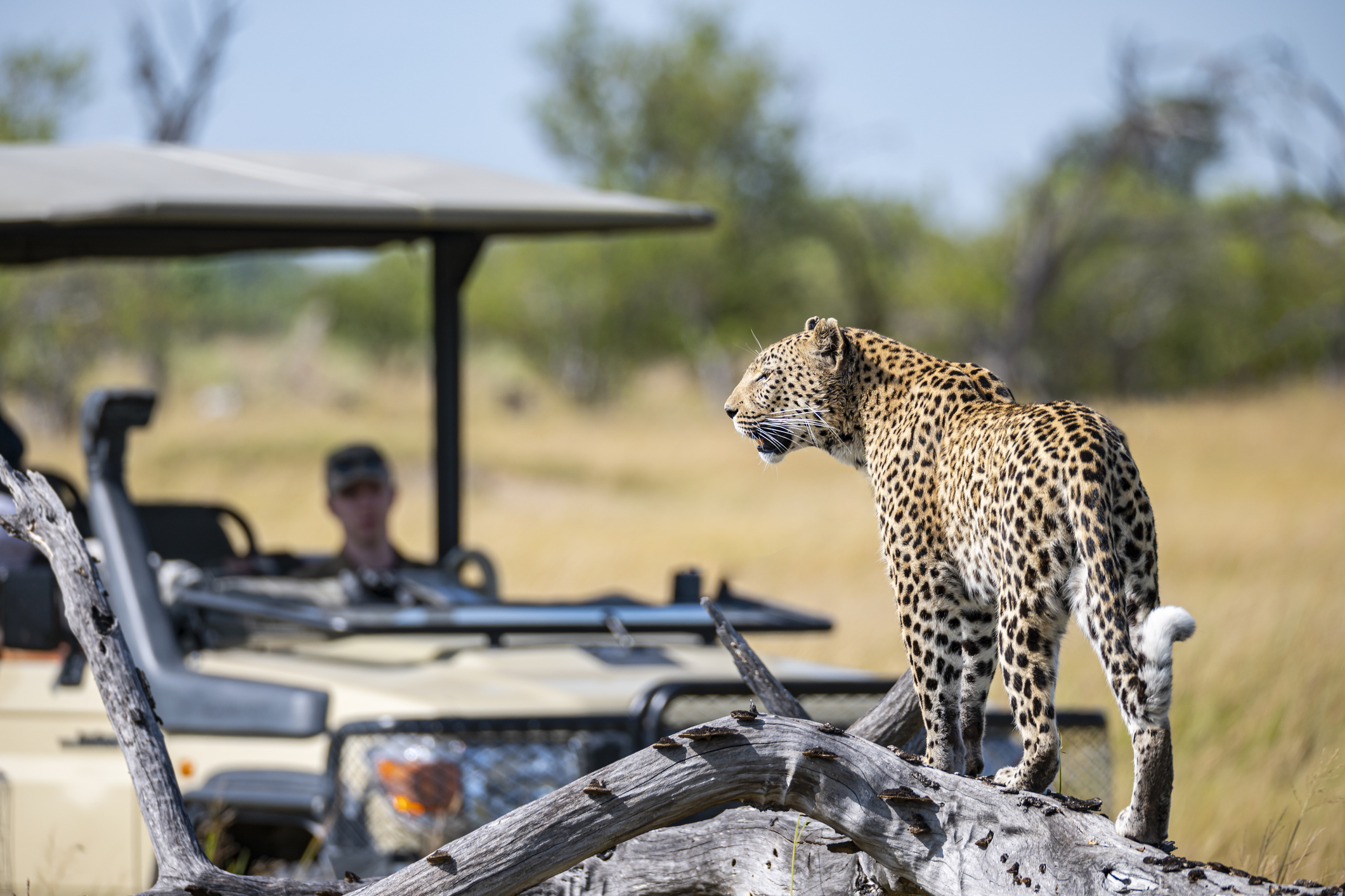 Leopard neben einem Safarifahrzeug