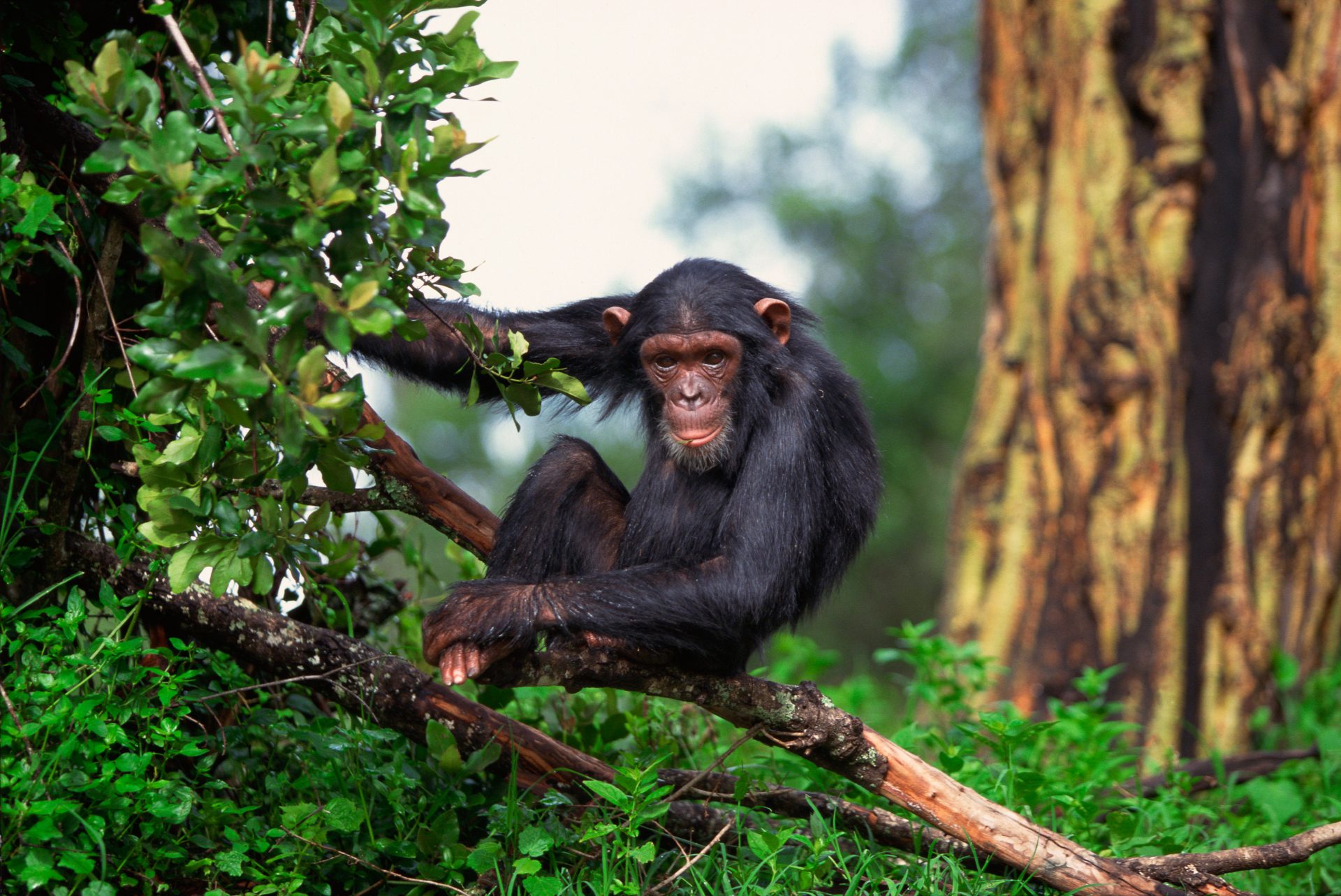 Uganda Safari und Rundreisen