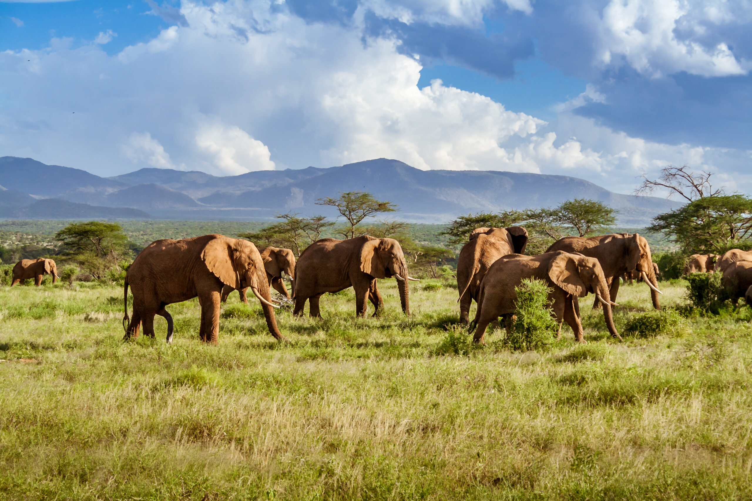Elefantenherde in einer weiten afrikanischen Landschaft