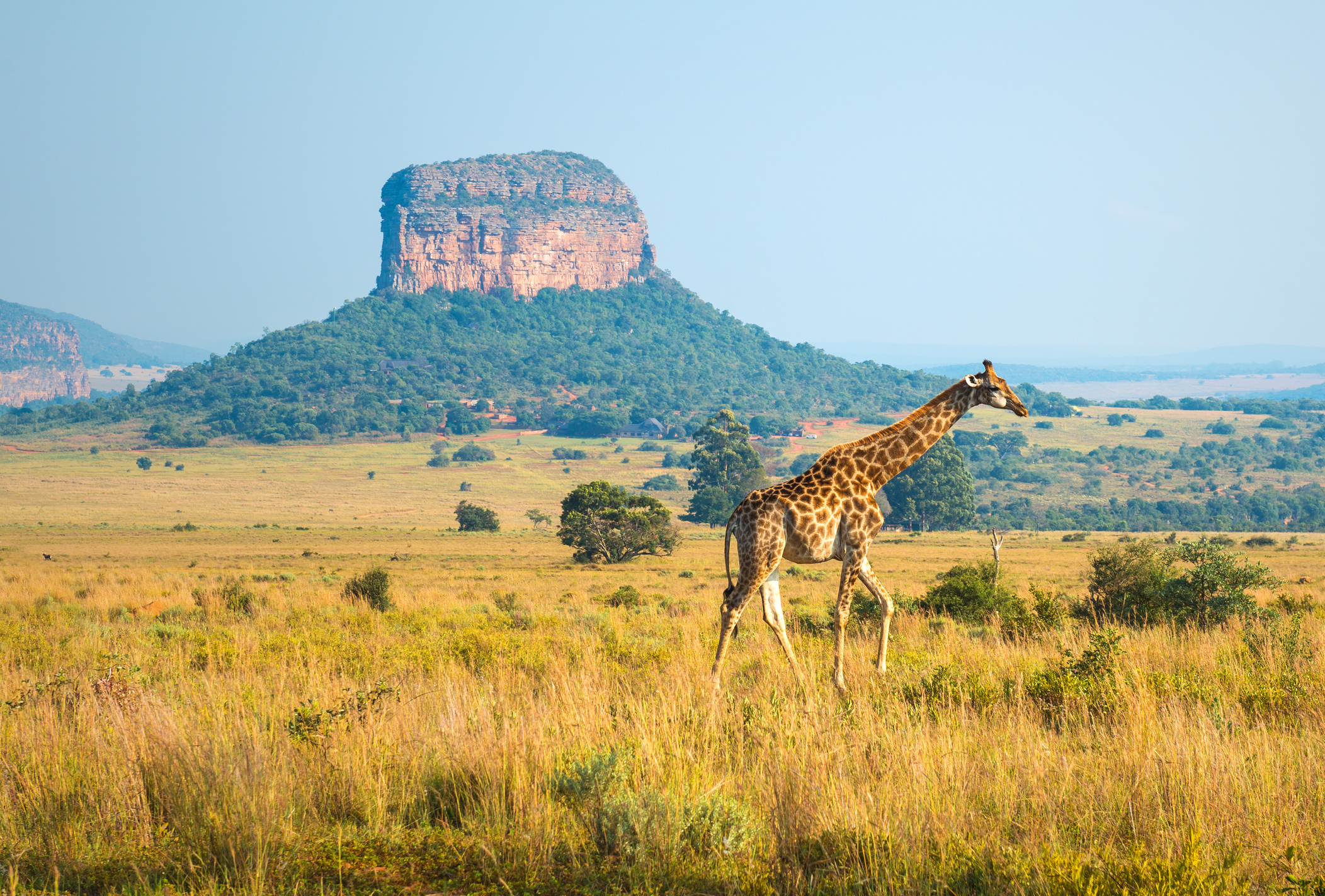 Giraffe in weiter Landschaft eines südafrikanischen Schutzgebiets