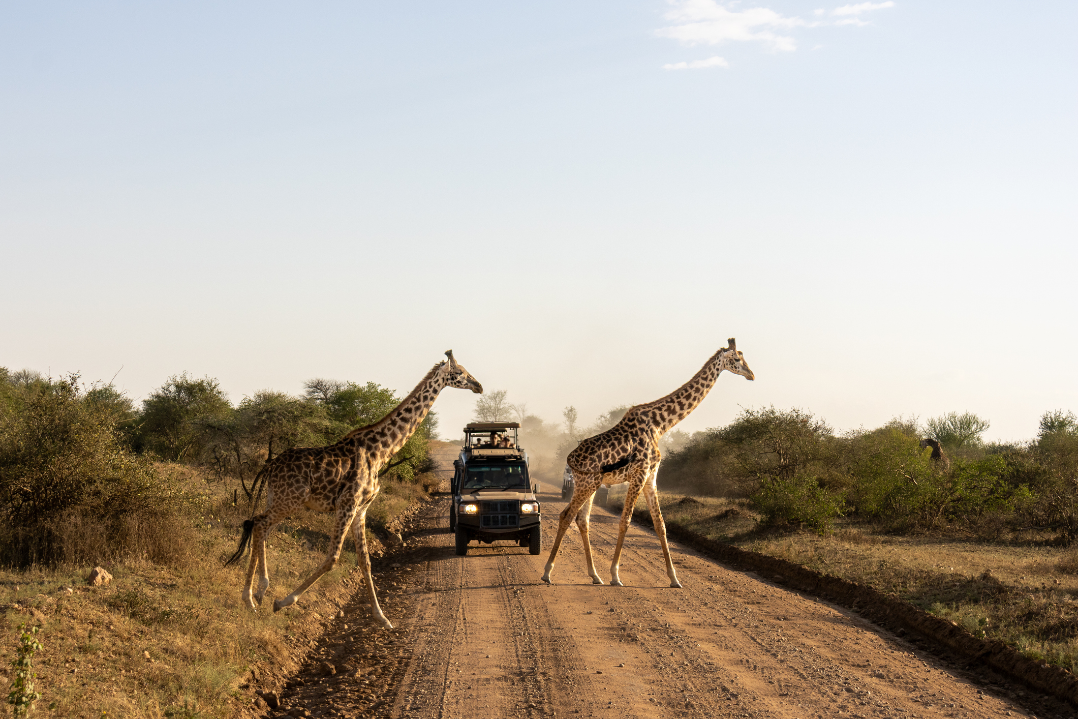 Safari-Fahrzeug mit Giraffen in Tansania