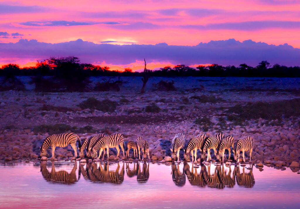 Zebras am Wasserloch auf einer privaten Simbabwe Safari
