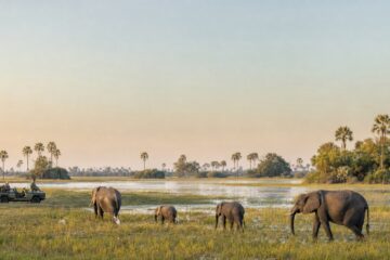 Elefanten und ein einzelnes Safarifahrzeug in der weiten Okavango-Wildnis Botswanas