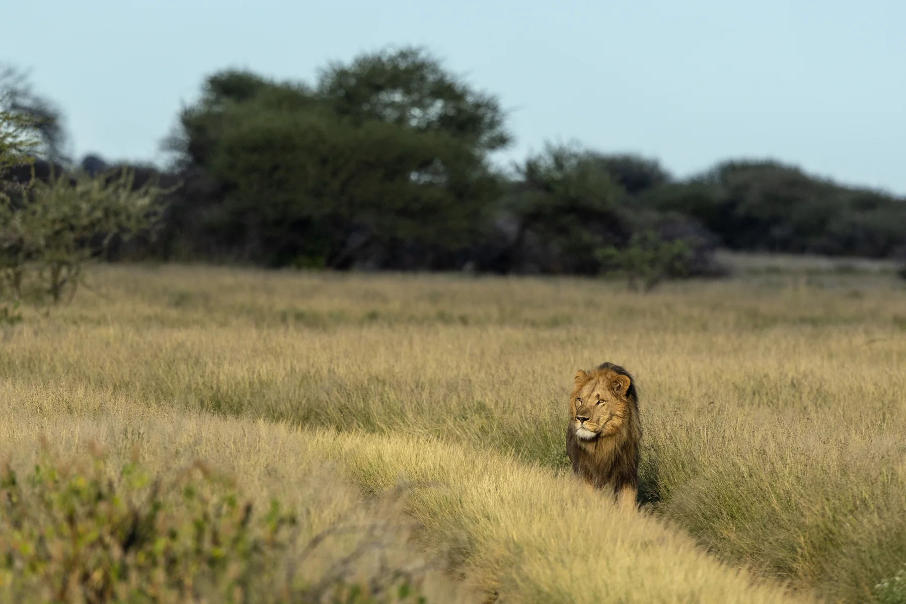 Männlicher Löwe im hohen Gras des Central Kalahari Game Reserve in Botswana