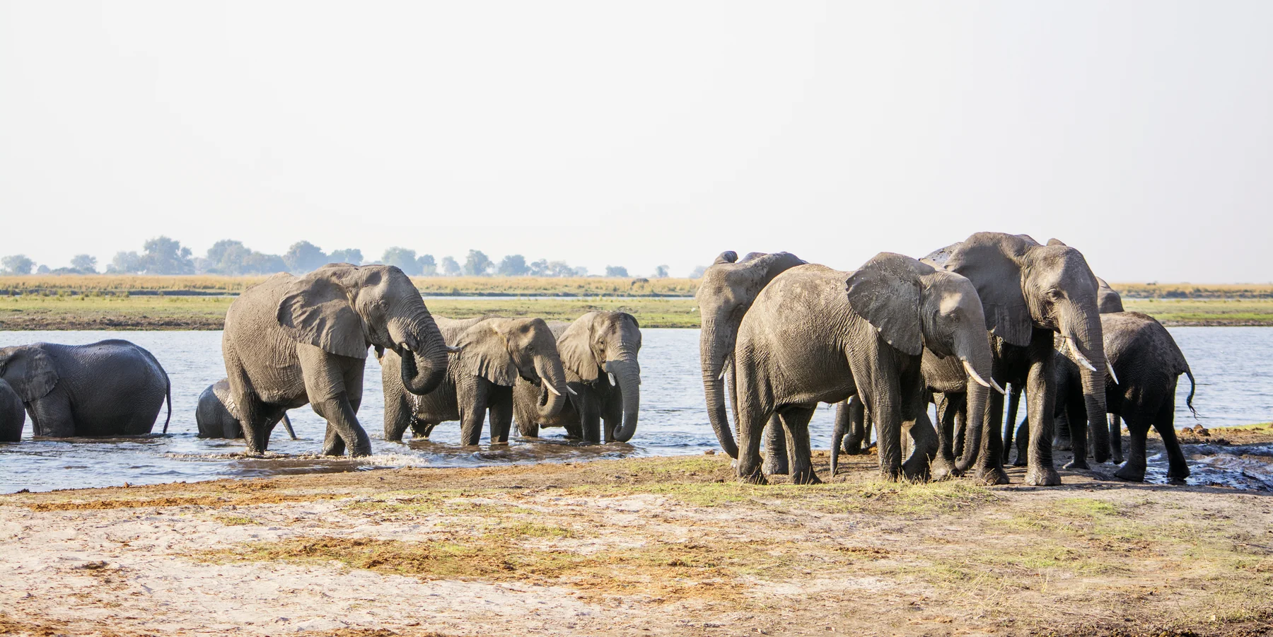 Elefantenherde am Chobe River im Chobe Nationalpark in Botswana