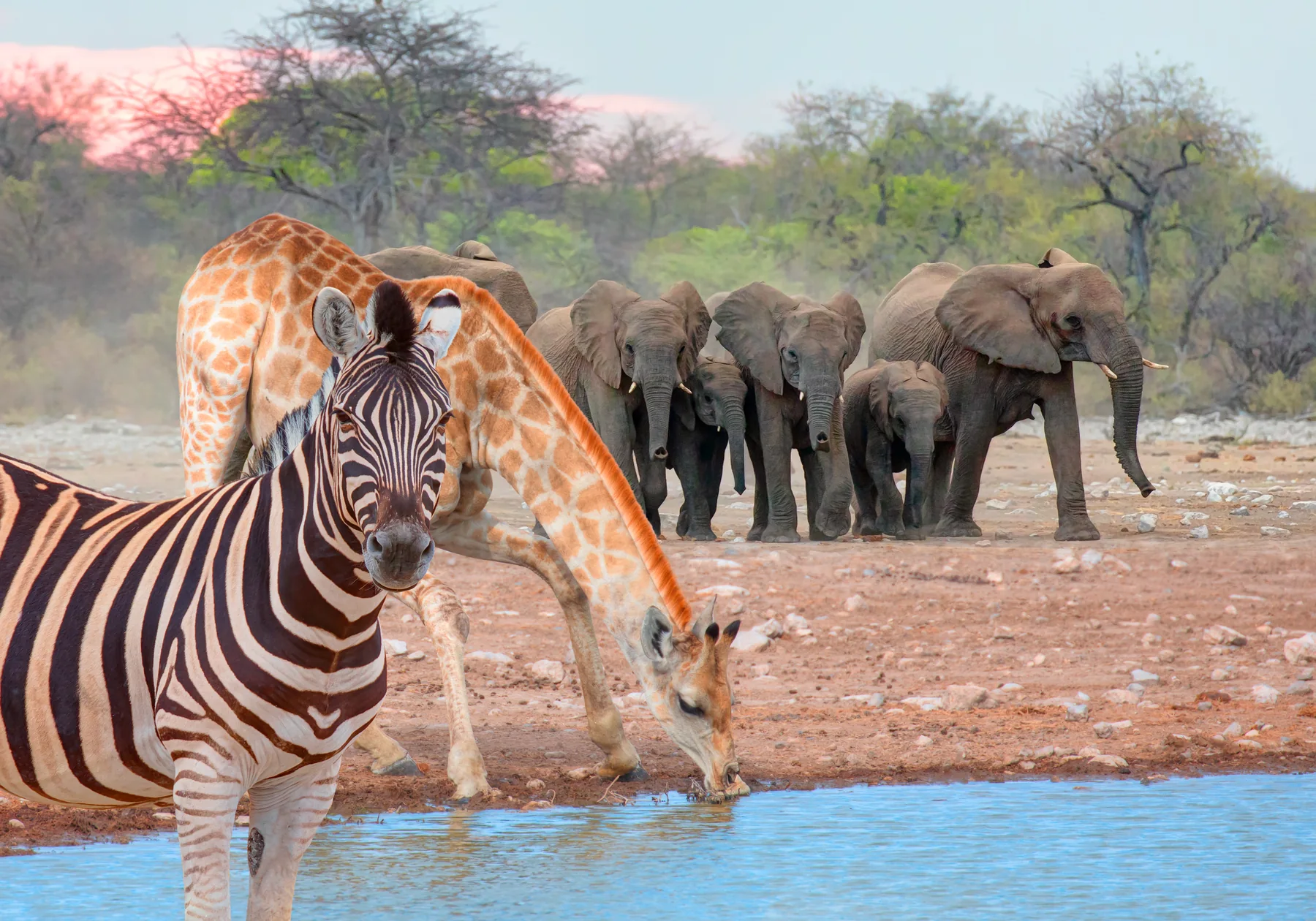 Etosha Nationalpark in Namibia