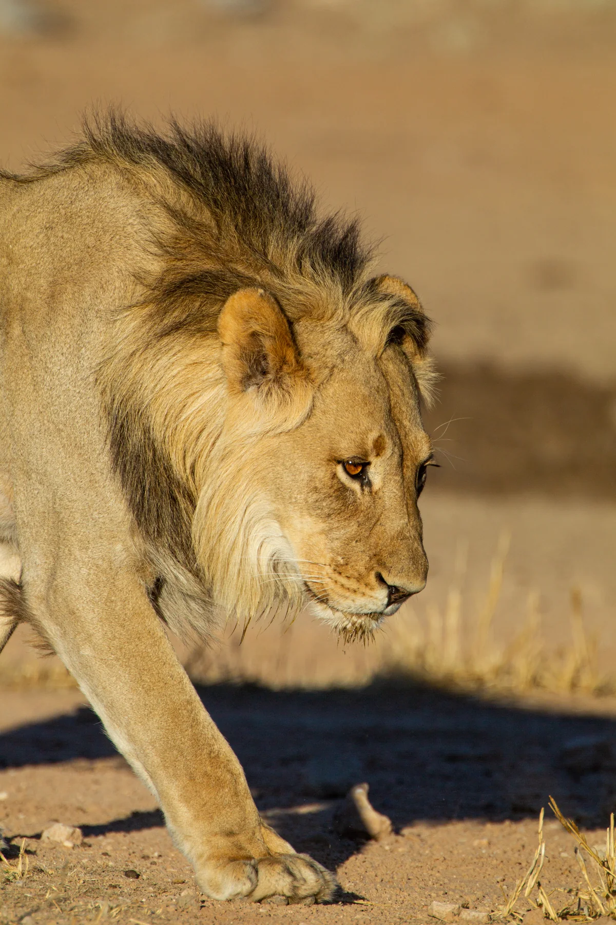 Junge Schwarzmähnenlöwen an einem Wasserloch im Kgalagadi Transfrontier Park